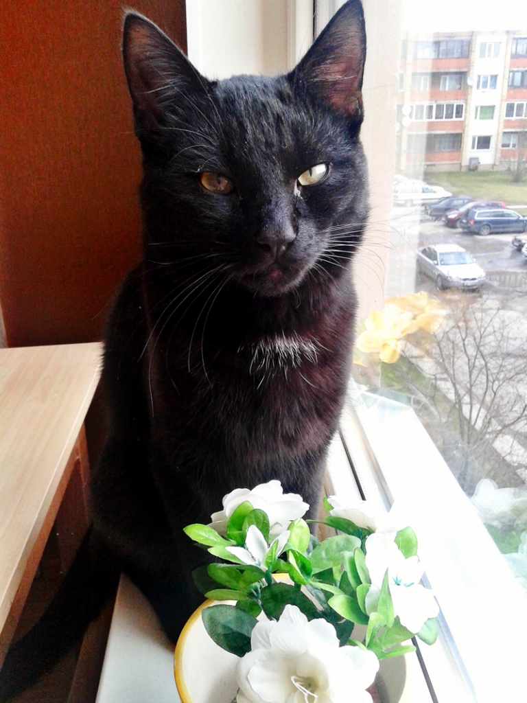 Runcis Pipars – mīļš un uzticīgs.
Autors: no personiskā albuma.