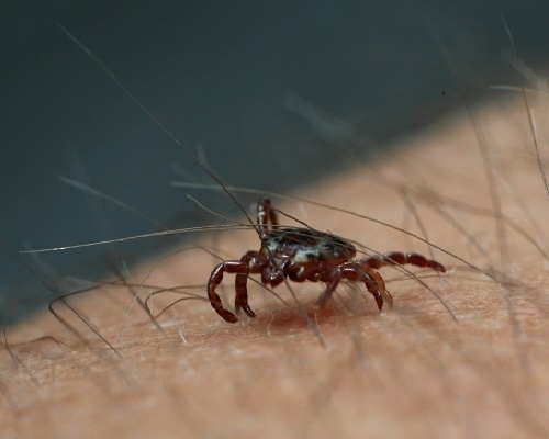 Autors: https://www.flickr.com/photos/courtneycelley/