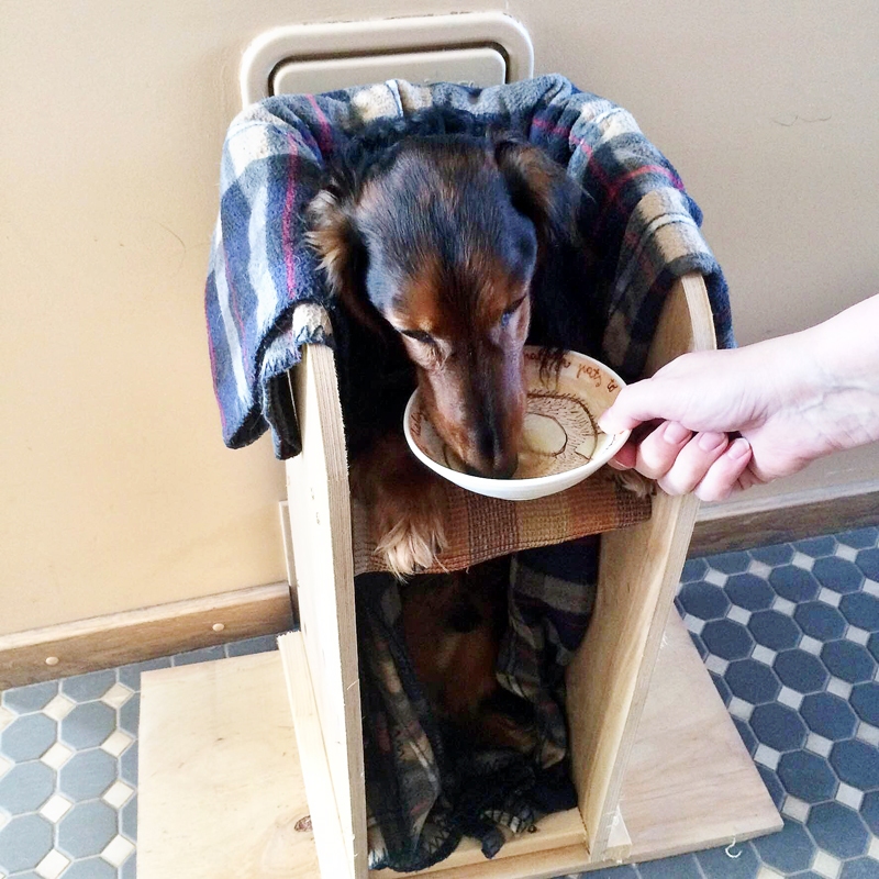 Garspalvainais taksis Kurmis no Tukuma novada kļuvis par paraugu internetā, kā barot saslimušos. Ne visus suņus izdodas piespiest šādi ēst – rāmī suns pavada līdz pat trim stundām dienā.
Autors: Publicitātes foto. 