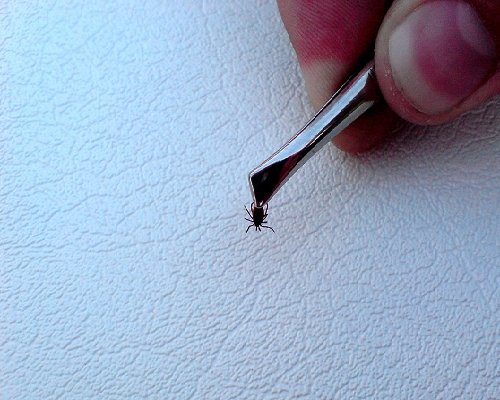 Autors: https://www.flickr.com/photos/courtneycelley/