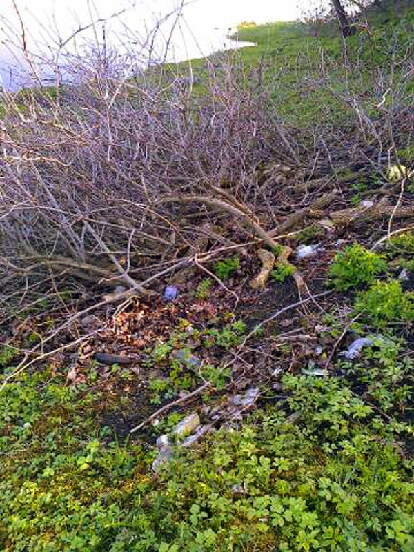 Autors: aculieciniece