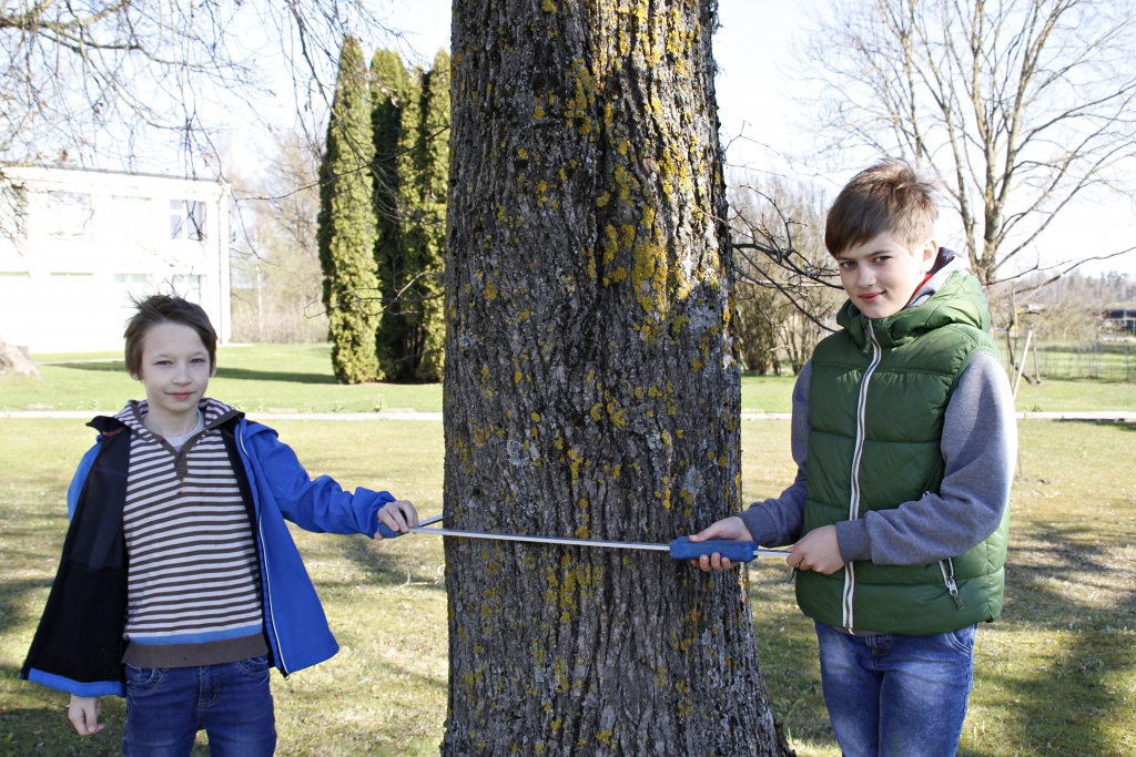 4. klases skolēni Edijs Litčenko un Aleksis Karpovs mēra kokus Misas skolas apkārtnē.
Autors: Alise Dreimane