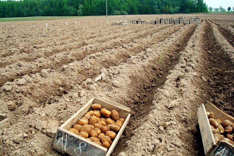 Kartupeļus, izmantojot labo laiku, stāda gan lielsaimniecībās, gan piemājas dārzos.
Autors: no «Bauskas Dzīves» arhīva