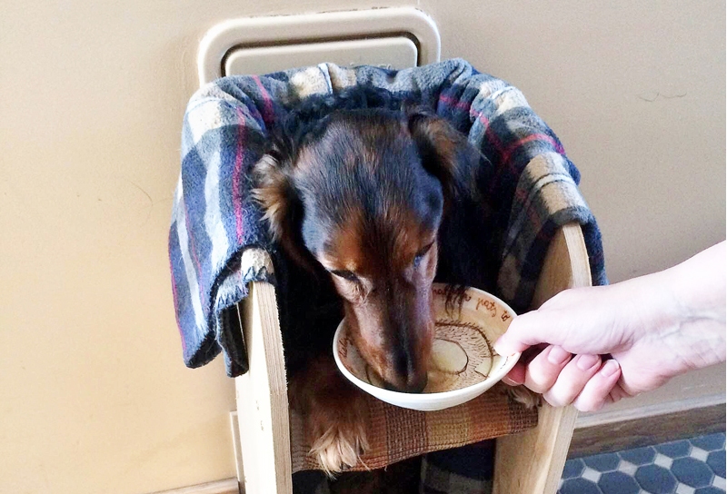 Garspalvainais taksis Kurmis no Tukuma novada kļuvis par paraugu internetā, kā barot saslimušos. Ne visus suņus izdodas piespiest šādi ēst – rāmī suns pavada līdz pat trim stundām dienā.
Autors: Publicitātes foto. 
