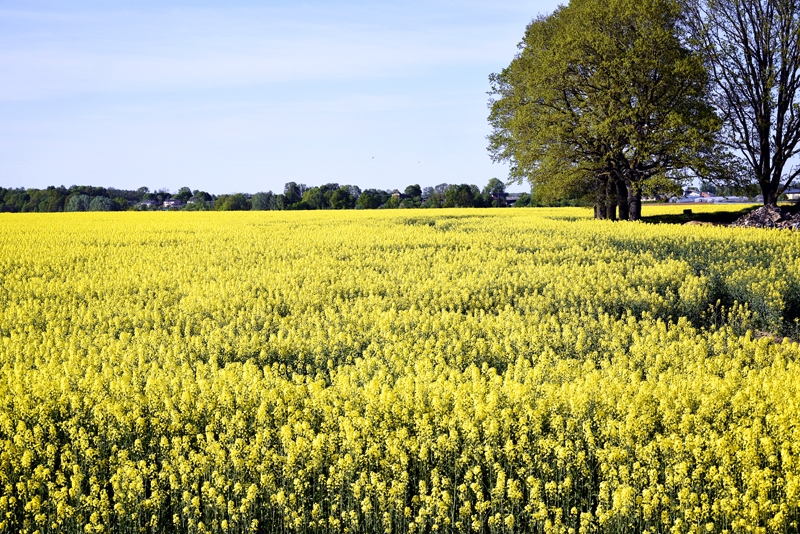 Ziedošie rapši pēc sekmīgas pārziemošanas sola labu ražu.
Autors: Ivars Bogdanovs