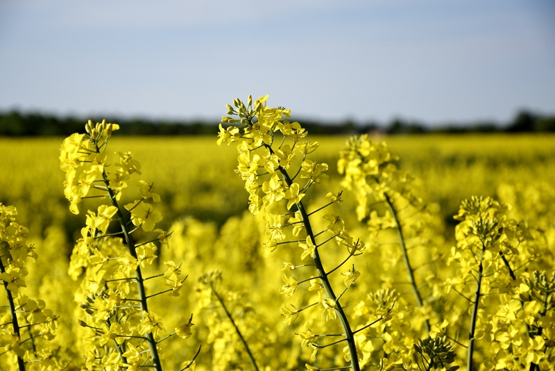 Ziedošie rapši pēc sekmīgas pārziemošanas sola labu ražu.
Autors: Ivars Bogdanovs