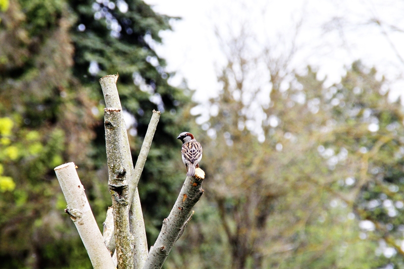 Mājas zvirbulim, līdzīgi kā cilvēkiem, šķiet, svarīga gan potenciālās mājas atrašanās vieta, gan apkārtne un mūsdienīgs dizains.
Autors: Alise Dreimane