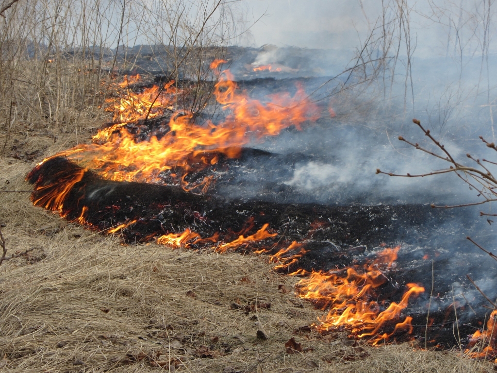 Mežu ugunsgrēki bieži izceļas no pērnās zāles dedzināšanas.
Autors: no «Bauskas Dzīves» arhīva.