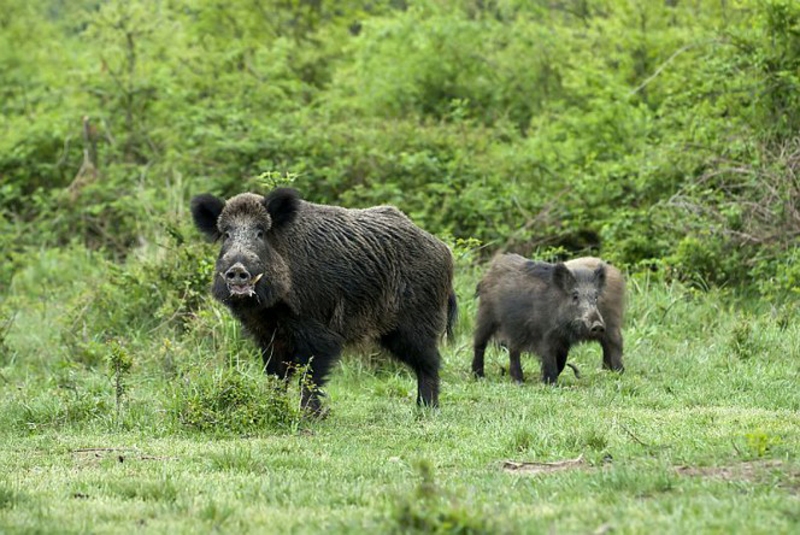 Nāvējošā slimība Āfrikas cūku mēris šogad konstatēta jau 411 mežacūkām.
Autors: no la.lv.