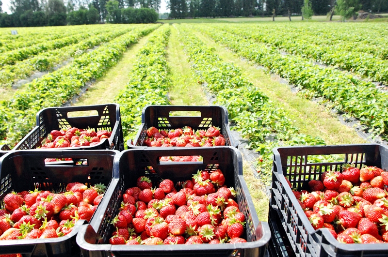 Zemenes Lepšās un «Jaunlejniekos» būs nopērkamas pēc pāris nedēļām. 
Autors: no «Bauskas Dzīves» arhīva
