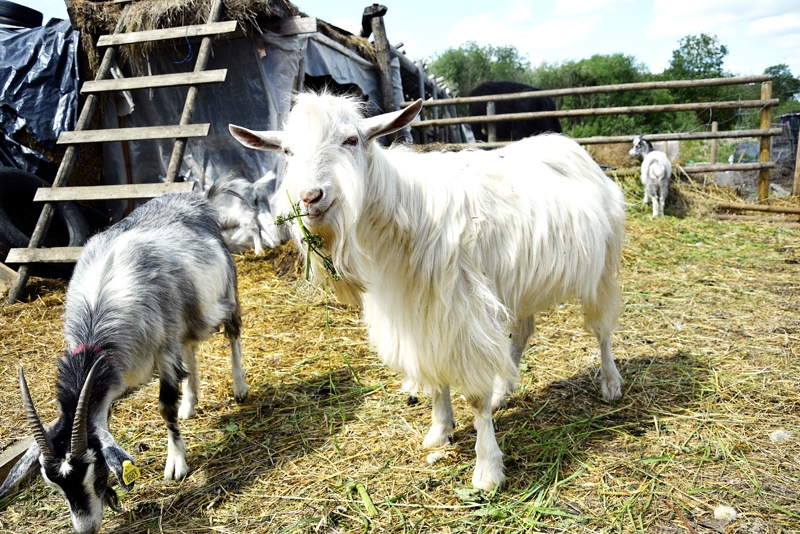 Kaziņas Codes Trušu pilsētiņā dod pienu un ir draudzīgas ar apmeklētājiem.
Autors: Ivars Bogdanovs