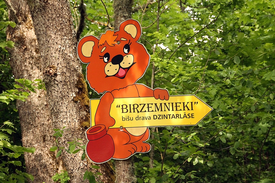 Lācītis ved uz bišu dravu «Dzintarlāse».
Autors: Uldis Varnevičs