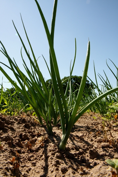 Autors: no «Bauskas Dzīves» arhīva