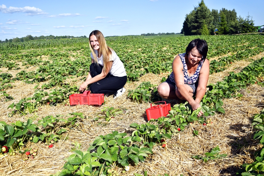 Būs zemenes rīdzinieku galdam. Brunavas pagasta «Ķērpjos» ogas audzē un lasa saimniece Rasma Žilinska un viņas meita Evelīna.
Autors: Ivars Bogdanovs