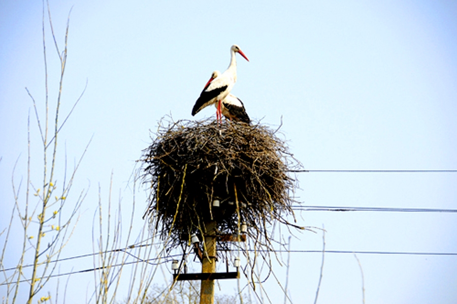 Aizdegšanās iemesli bija stabu galos uzbūvētās stārķu ligzdas.
Autors: no «Bauskas Dzīves» arhīva
