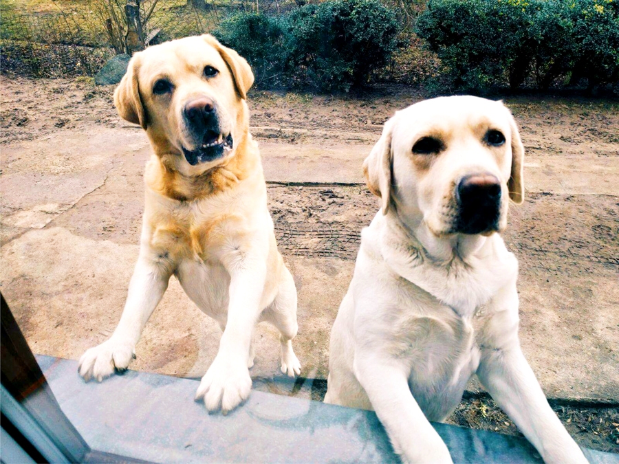 Labradori Otello un Šeila.
Autors: no  personiskā albuma.