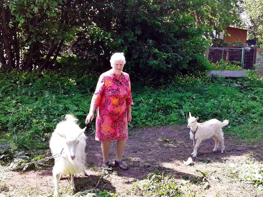 Velta Zeltiņa kopš strādāšanas Iecavas pienotavā tur pati savas kaziņas, dzerot garšīgo un veselīgo pienu ik dienu.