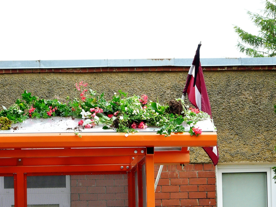 Iecavas apstādījumu ziedus postītāji uzmetuši uz autobusu pieturas jumta.  
Autors: D. Rudzīte