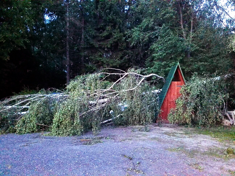 Ceraukstes pagasta Janeikās vētras nogāzts bērzs.
Autors: D. Arājs