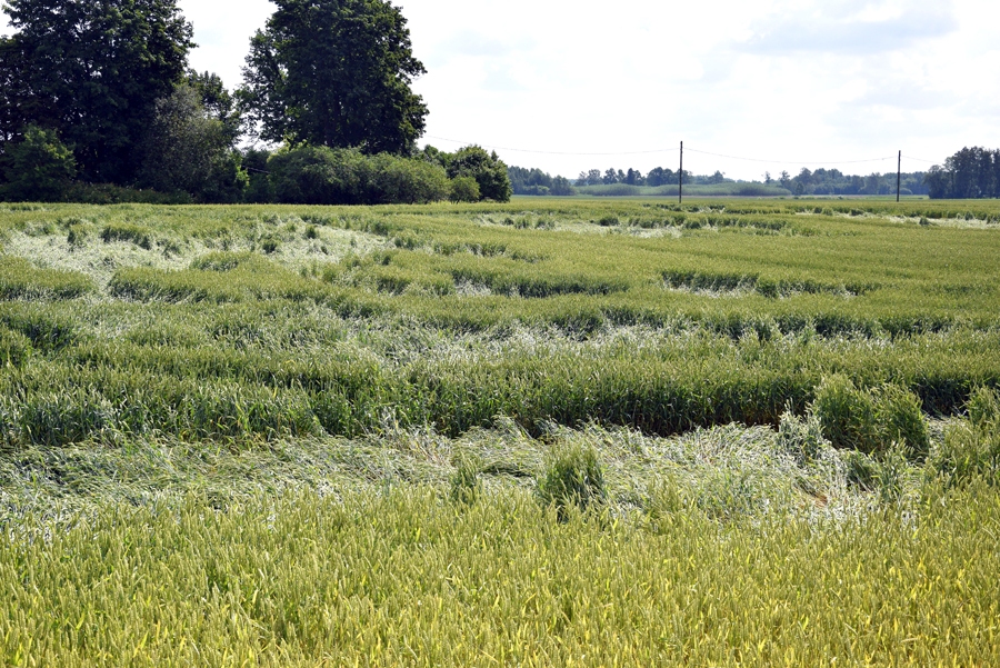 Veldre sējumos pēc vētras un stiprā lietus vērojama tikai vietām, bet kopumā labība Bauskas un Iecavas novadā ir labā kvalitātē.
Autors: Ivars Bogdanovs