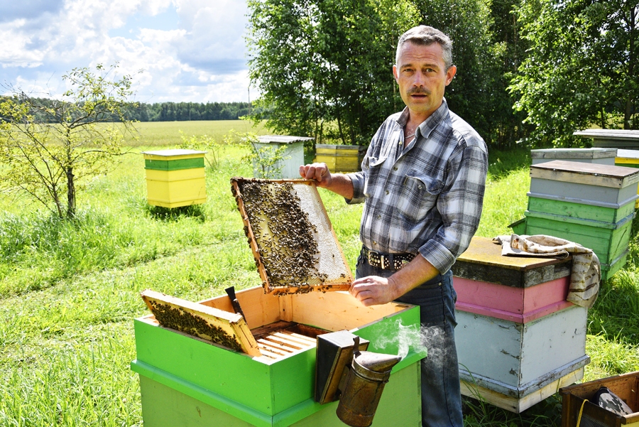 Aigars Ķipurs pie savām bitēm Codes pagastā dodas bez īpaša spectērpa un bez cimdiem. 
Autors: Ivars Bogdanovs
