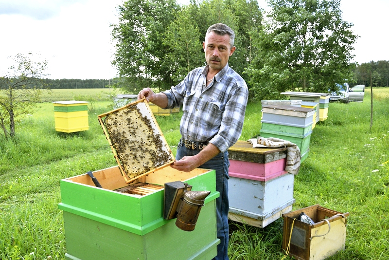 Biškopis no Codes pagasta Aigars Ķipurs pie savām medus vācējām dodas bez īpaša spectērpa un bez cimdiem. 
Autors: Ivars Bogdanovs