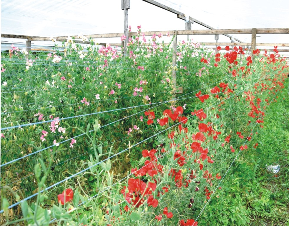 Puķzirnīšus visdrošāk audzēt siltumnīcās, tad tiem nekaitēs ne lietus, ne vējš, ne krusa.
Autors: Ivars Bogdanovs