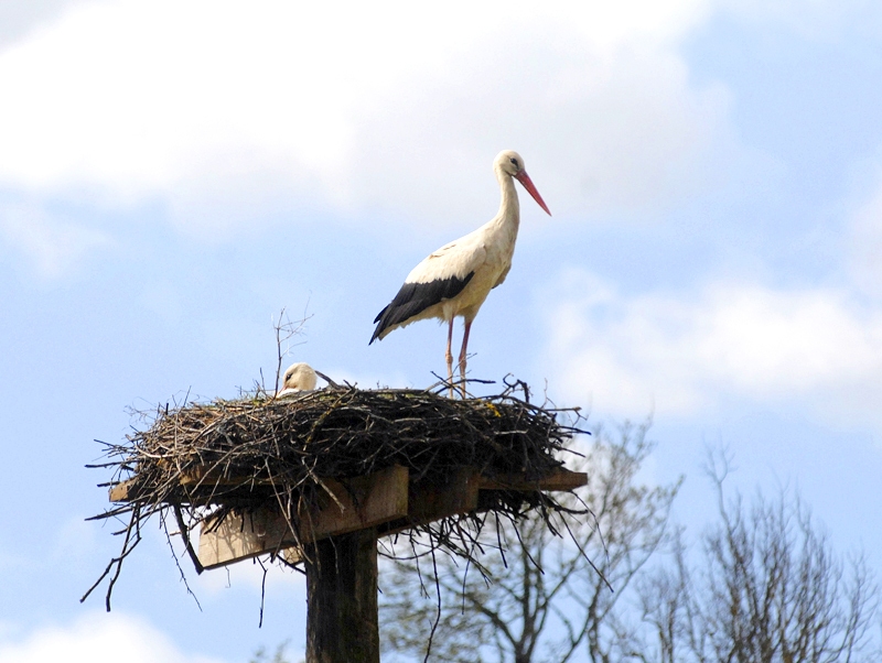 Stārķi savas ligzdas bieži vien uzbūvē elektrības stabu galos. Vienā tādā ligzdā Vallē bez vecākiem bija palicis bezpalīdzīgs stārķēns. Glābēji viņu nocēla no ligzdas un nodeva dzīvnieku patversmes speciālistiem.
Autors: no «Bauskas Dzīves» arhīva