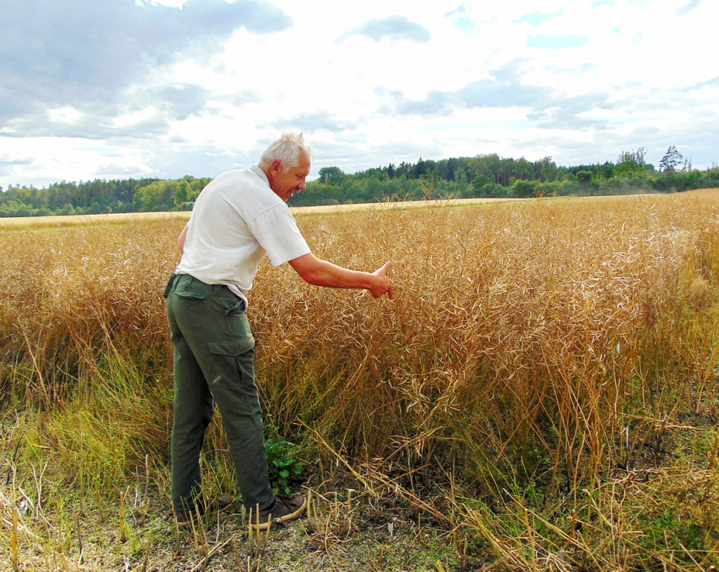Savulaik zinoši agronomi Dainim Druseikam ierādījuši, kā noteikt aptuveno rapšu ražu no hektāra. Cik sprīžu garas esot skaras ar sēklām, tik tonnu būšot no hektāra. Šajā laukā skaru garums ir nedaudz vairāk par trim sprīžiem. 
Autors: Vilnis Auzāns