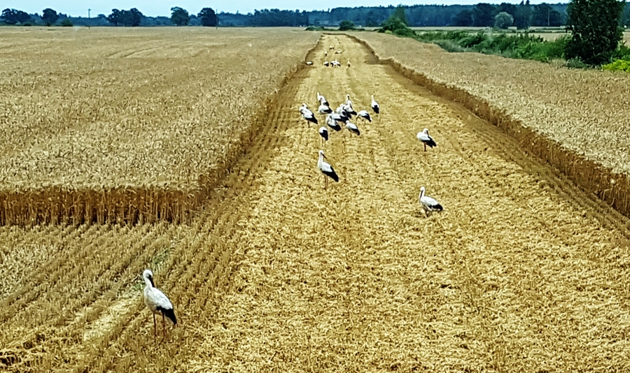 Brunavas pagasta zemnieku saimniecībā «Krišjāņi» kviešu kulšanā iesaistījušies arī stārķi.
Autors: no albuma