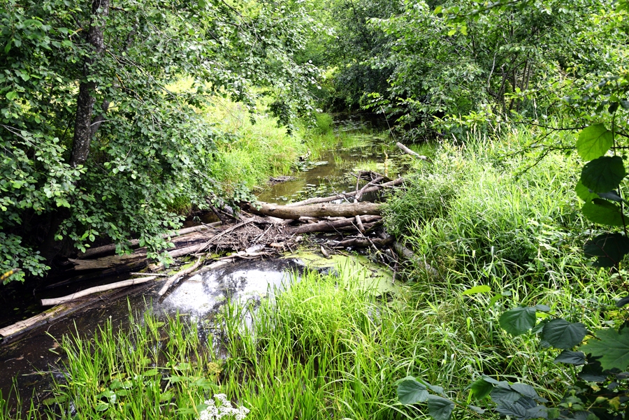 Mazo upīšu krasti nereti ir aizauguši ar kokiem. To lapas krīt ūdenī, veicinot upju aizsērēšanu. 