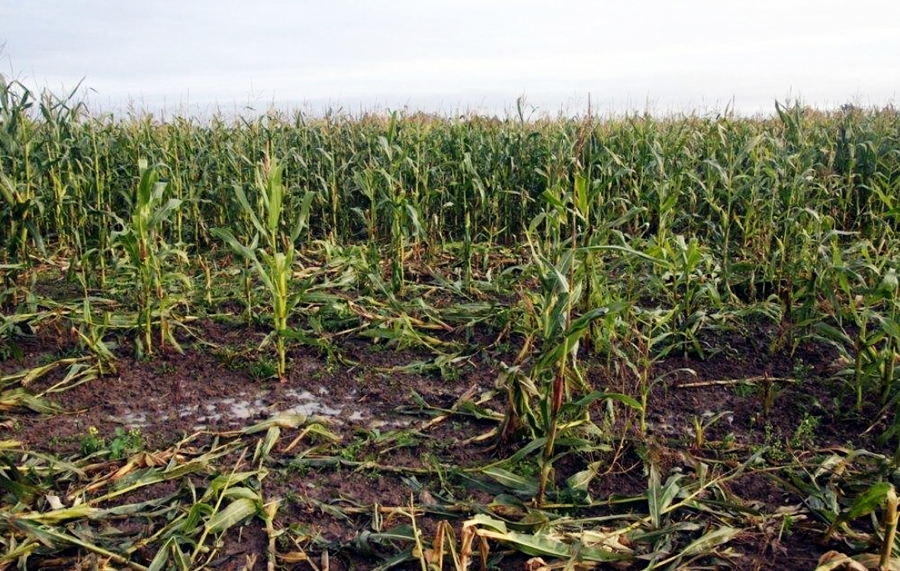 Mežacūku postījumi kukurūzā un labībā pirms ražas novākšanas nereti redzami Iecavas novadā.
Autors: no «Bauskas Dzīves» arhīva.