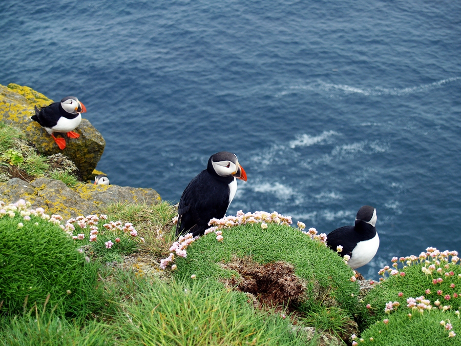 Tuklīši lielākoties sastopami Rietumu fjordos. Lai šos interesantos putnus apskatītu, jābrauc garš un grūts ceļš.
Autors: Ilze Lujāne
