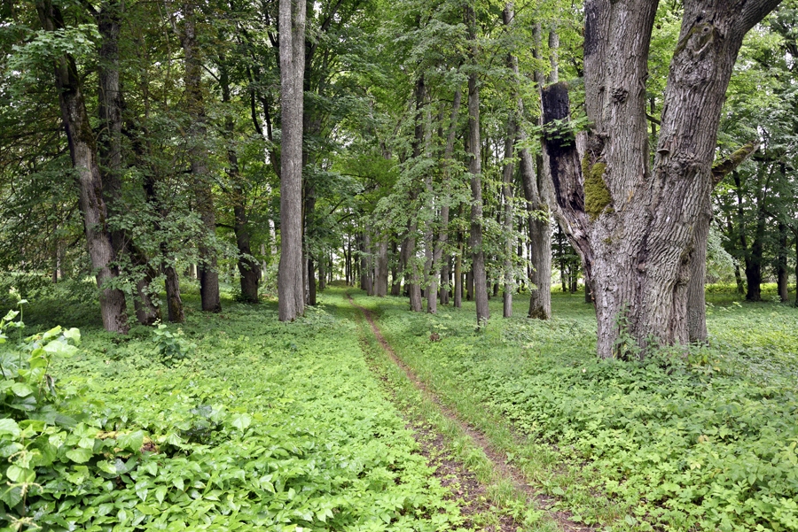Bornsmindes muižas parks Ziedoņos varētu sagaidīt dendroloģisko inventarizāciju, kā arī sakopšanu, ja  tiktu atbalstīti pašvaldības sagatavotie projekti Eiropas un valsts līdzekļu piesaistē.
Autors: Ivars Bogdanovs