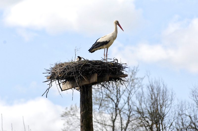 Autors: no «Bauskas Dzīves» arhīva