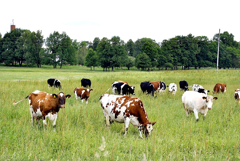 Autors: no «Bauskas Dzīves» arhīva