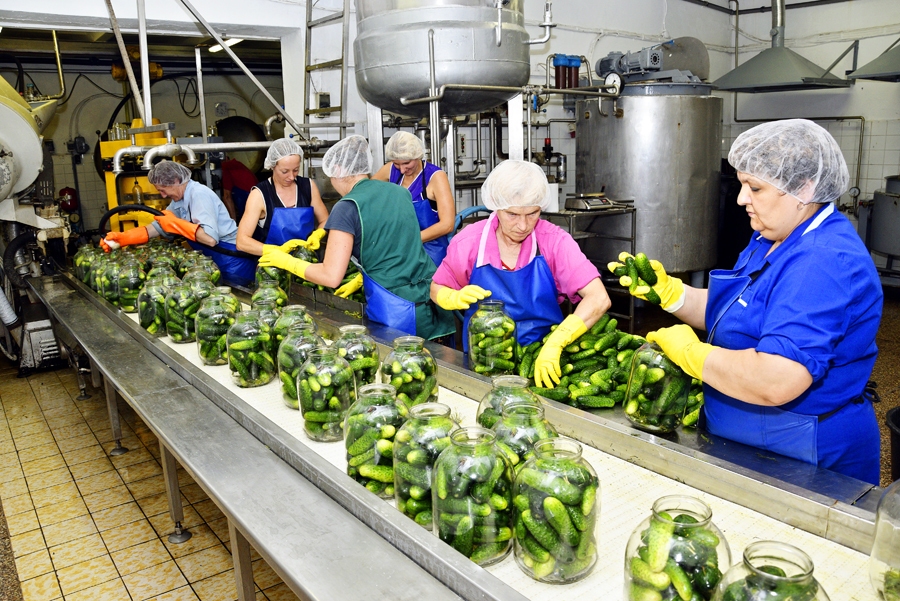 SIA «Kronis» šī gada gurķus sāka konservēt pagājušajā nedēļā.
Autors: Ivars Bogdanovs