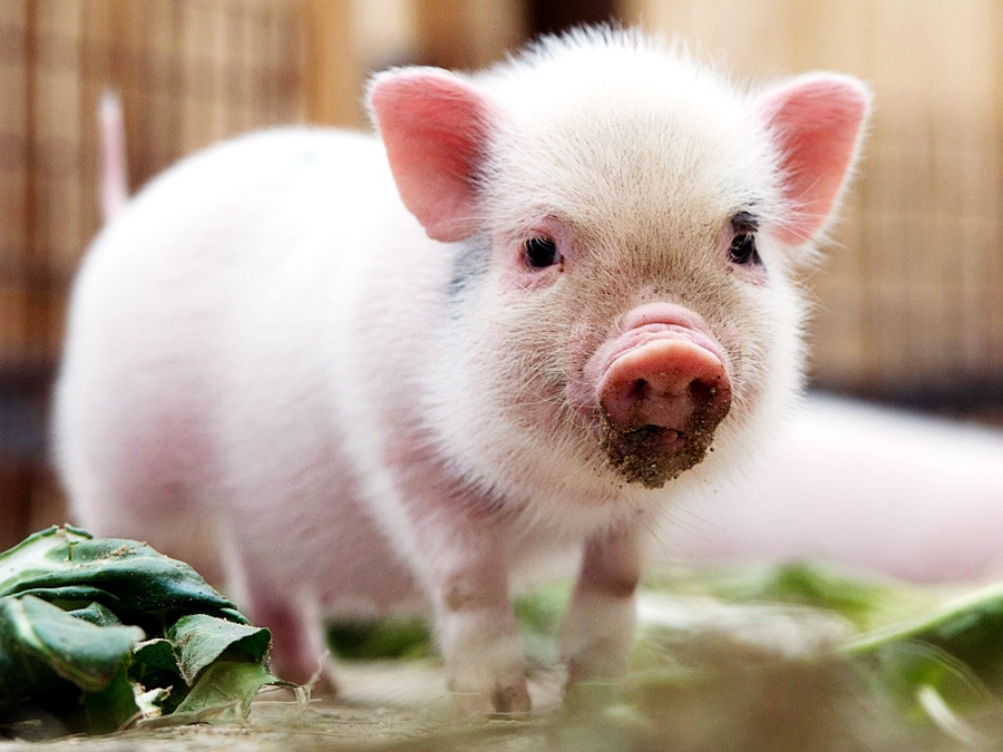 Biodrošība jāievēro gan fermās, gan tiem cilvēkiem, kas pundurcūkas vai citus dekoratīvos dzīvniekus tur pašu priekam.
Autors: no esporte.uol.com.br.