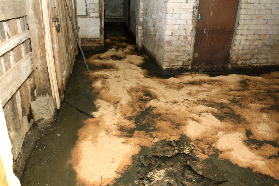 Mēslu masa noklājusi pagraba grīdu, liedzot iedzīvotājiem izmantot telpas dārzeņu un konservu glabāšanai.
Autors: Ivars Bogdanovs