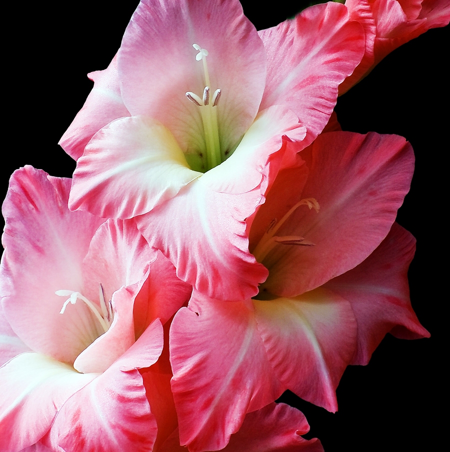 Autors: Publicitātes foto.