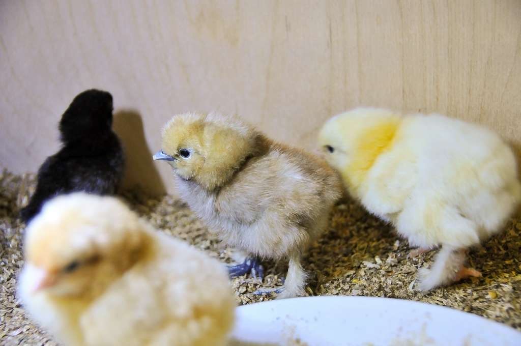 Attēlam ir ilustratīva nozīme.
Autors: no «Bauskas Dzīves» arhīva