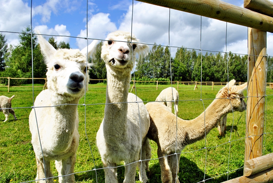 Alpakas labi iejutušās mūsu klimatā, aplokā sadzīvojot ar citiem zālēdājiem.
Autors: Antra Ērgle