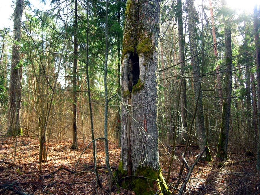 Stumbri ar rētām nav derīgi kokmateriāliem, bet kalpo par mājvietu meža iemītniekiem.
Autors: Raimonds Mežaks