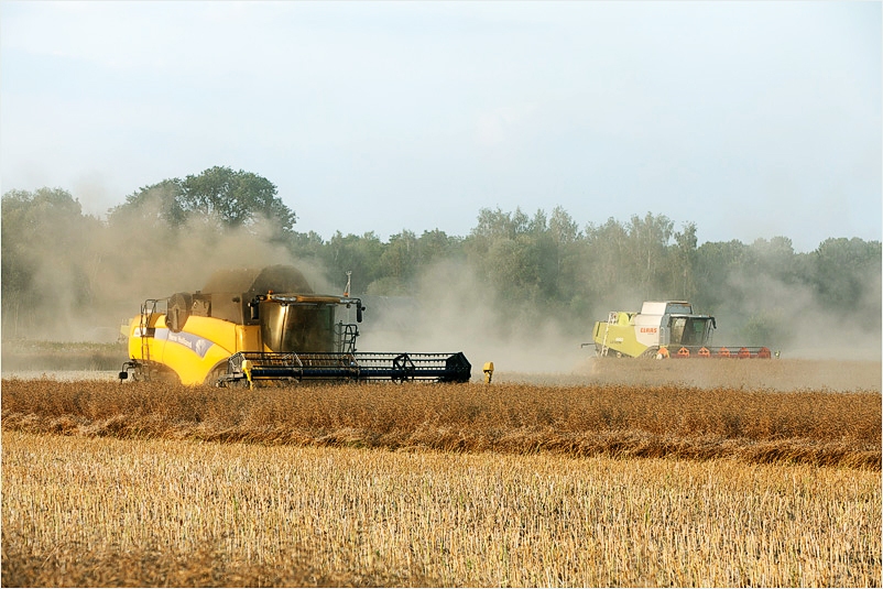 Bauskas apkārtnes laukos, izmantojot saulainās dienas un stundas, strādā kombaini. Novāktos graudus saimnieki žāvē savu uzņēmumu kaltēs vai nodod sadarbības partneriem. 
Autors: Kārlis Ustups