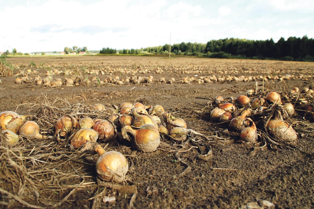 Sīpolu noņemšanu aizkavē pārmērīgais mitrums, un tas var ievilkt garumā kartupeļu ražas novākšanu.
Autors: no «Bauskas Dzīves» arhīva