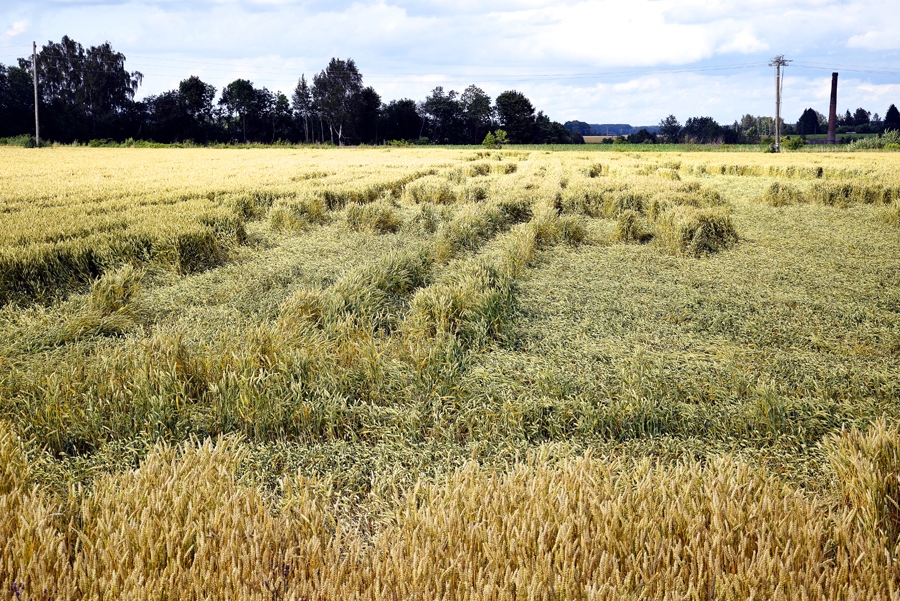Labības raža gaidāma laba, kvalitāte – salijusi. 
Autors: no «Bauskas Dzīves» arhīva