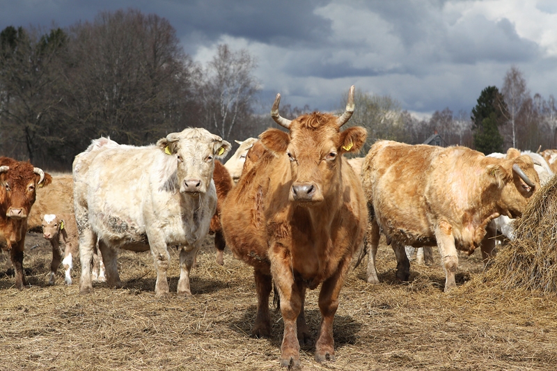 Saimniecībā «Liepas» liellopus turēšanā stingri ievēro bioloģiskās ražošanas noteikumus.
Autors: la.lv