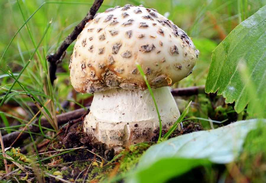 Autors: Jeļena Belova