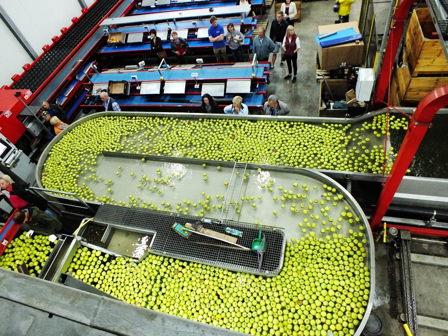 Ābolu šķirošanas un fasēšanas cehs pārsteidza ar vērienīgo apjomu, kopsaimniecībai nebaidoties no mērķa apgādāt visu pasauli.
Autors: no LLKC albuma.