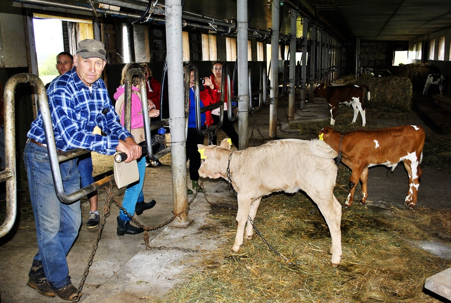«Ozolu» kūtī Andris Kalniņš un Anita Siliņa skaidroja teļu kopšanas nosacījumus dabiska attīstības cikla nodrošināšanai.
Autors: Antra Ērgle